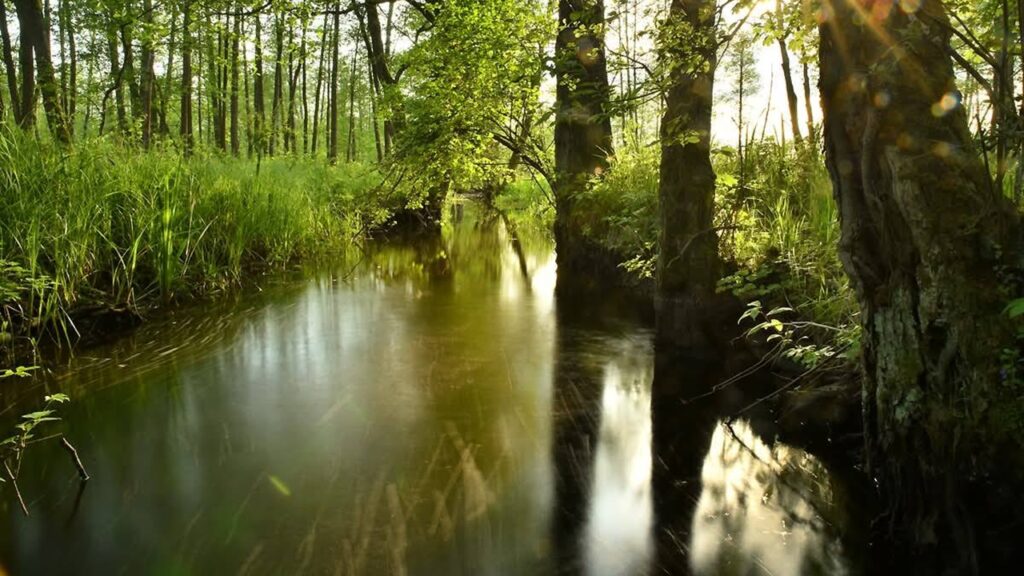 Woda jest cicha. Nie domaga się uwagi. Jest przezroczysta, oczywista – dopóki jej nie zabraknie