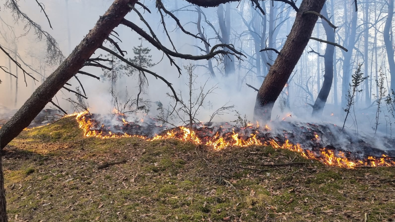Alarmujące pożary traw i lasów w powiecie nowodworskim. Strażacy interweniują choćby kilka razy dziennie