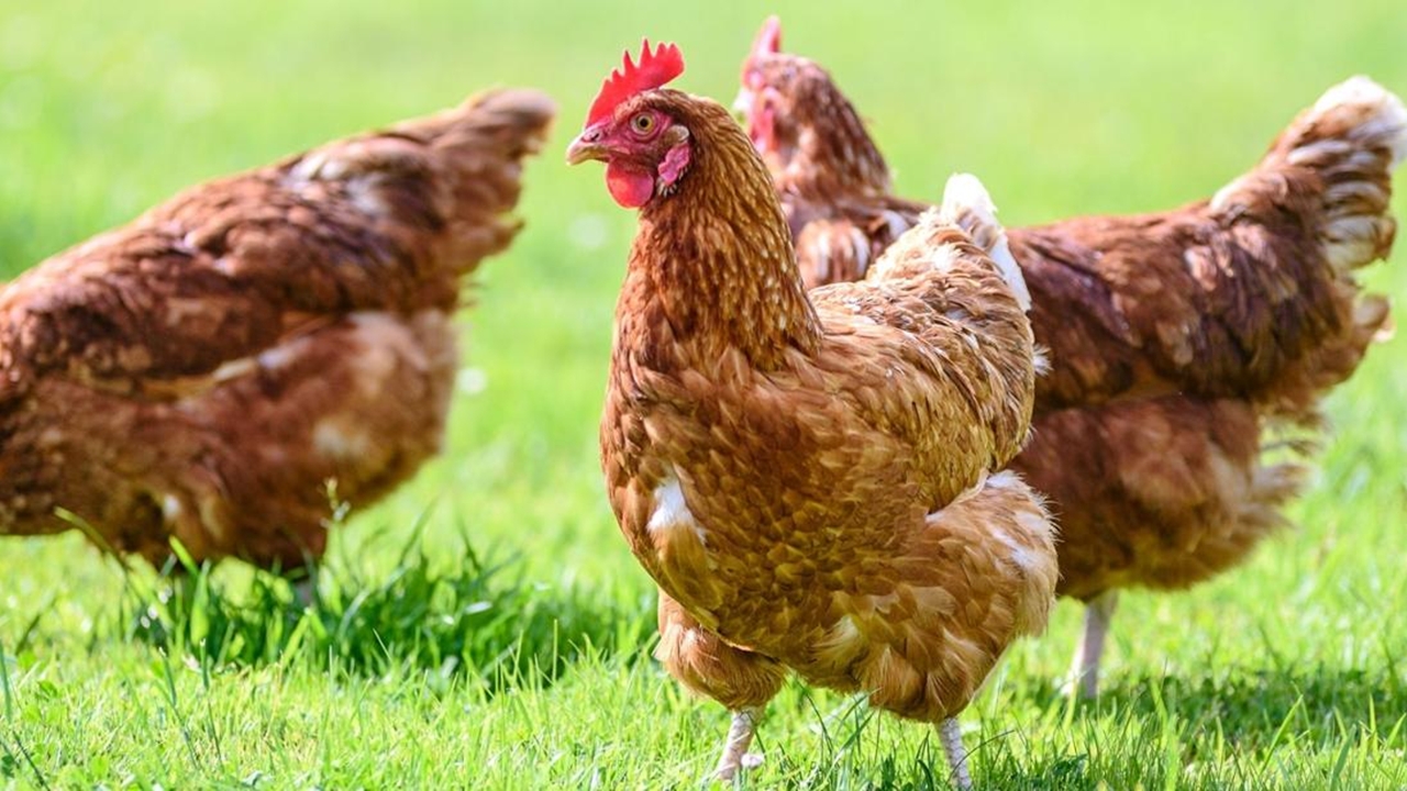 Ptasia grypa w wojewódzwie mazowieckim