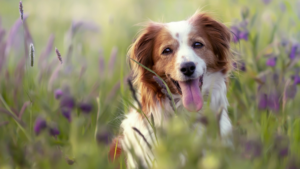 Darmowa sterylizacja i czipowanie zwierząt w Pomiechówku